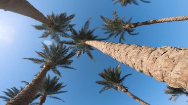 Hindistan cevizi palmiyeleri ve parlak gökyüzünde parlayan güneş.