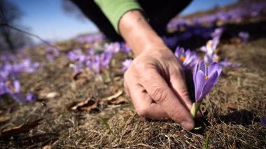 Yürüyüşçü baharda yabani mor timsah tarlasından bir çiçek topluyor.