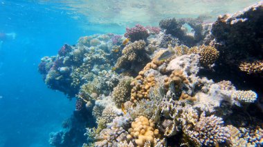 Mercan kayalıkları ve tropikal balıklar. Dünya sualtı dalışı ve mercan resifinde şnorkelle yüzmek. Sert ve yumuşak mercanlar sualtı manzarası