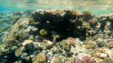 Mercan kayalıkları ve tropikal balıklar. Dünya sualtı dalışı ve mercan resifinde şnorkelle yüzmek. Sert ve yumuşak mercanlar sualtı manzarası