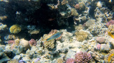 Mercan kayalıkları ve tropikal balıklar. Dünya sualtı dalışı ve mercan resifinde şnorkelle yüzmek. Sert ve yumuşak mercanlar sualtı manzarası