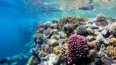Tropikal resif deniz altı deniz manzarası. Su altı mercan resifi sahnesi. Renkli mercan resifleri. Deniz yaşamı balık bahçesi
