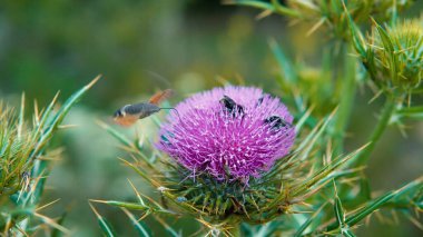 Bulanık pembe kutsal süt devedikeni çiçeği, kapat
