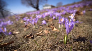 Bilgisayarlı kulaklık takan genç bir kadın, evde çalışan genç bir öğrenci, sesli kurslar dinliyor.