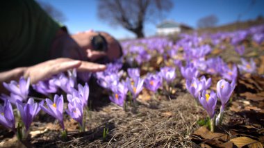 Baharda çayırda yatan bir adam etrafındaki mor kır çiçekleriyle