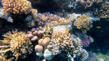 Tropikal resif deniz altı deniz manzarası. Su altı mercan resifi sahnesi. Renkli mercan resifleri. Deniz yaşamı balık bahçesi