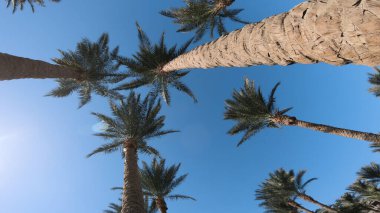 Hindistan cevizi palmiyeleri ve parlak gökyüzünde parlayan güneş.