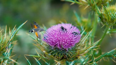 Bulanık pembe kutsal süt devedikeni çiçeği, kapat