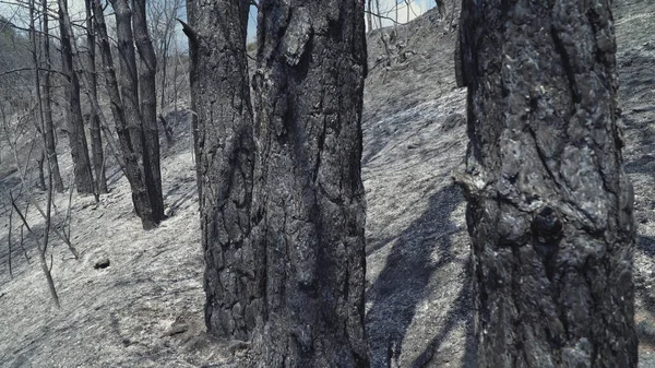 火の後 木や地面に火と灰の黒い層で覆われている — ストック写真