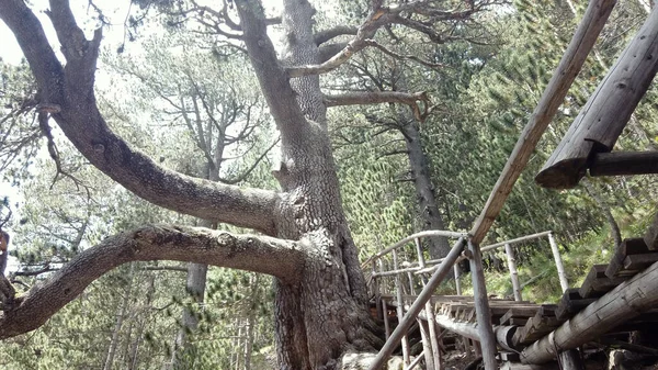 Mujer Caminando Por Una Escalera Madera Hacia Bosque Cerca Viejo — Foto de Stock