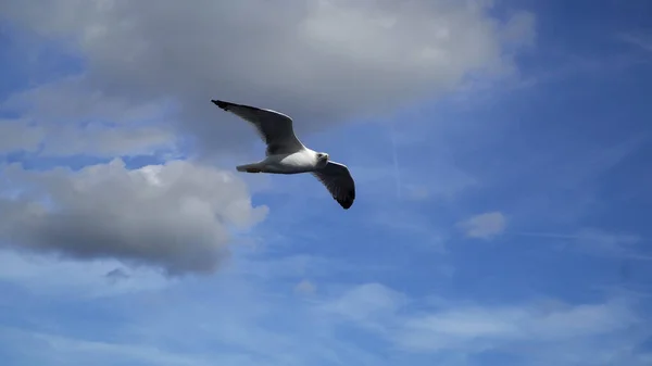 Gaivota Voando Céu Dia Verão — Fotografia de Stock