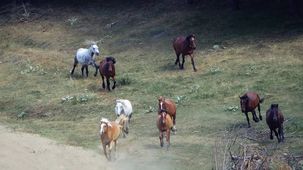 Vilda Hästar Som Springer Berg — Stockfoto