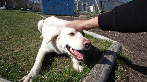 Mano Rizado Chica Acaricia Recuperador Perro Aire Libre Parque — Foto de Stock