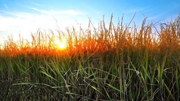 Ears Wheat Rice Sunset Dawn Cinematic Dolly Shot Combine Harvester — Stock Photo, Image