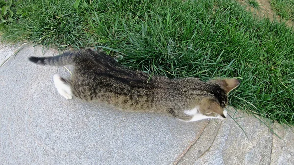 Gato Joga Quintal Câmera Lenta — Fotografia de Stock