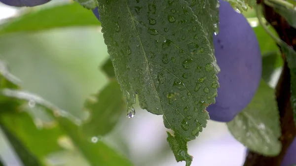 Close Drops Plum Tree Rain — Stock Photo, Image