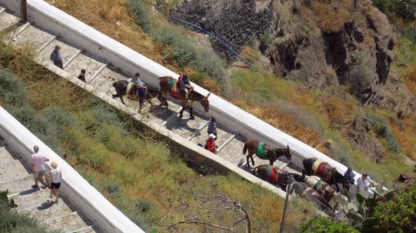 Santorini Giden Eşek Yolu Eşekler Üst Katta Turistlerle Merdivenleri Çıkıyorlar — Stok fotoğraf