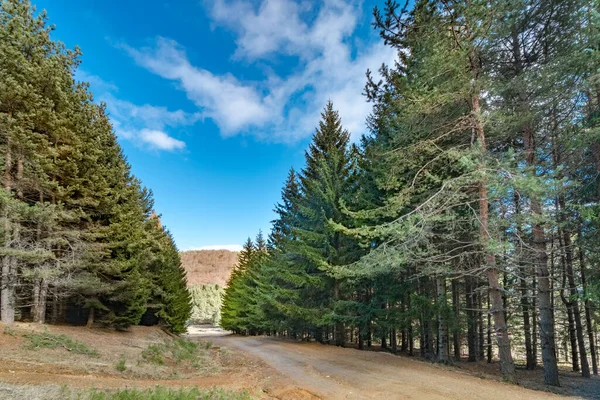 Het Pad Het Herfstbos Tussen Pijnbomen — Stockfoto