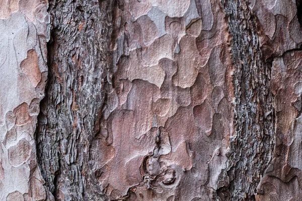 Staré Vinobraní Dřevěné Texturované Pozadí — Stock fotografie