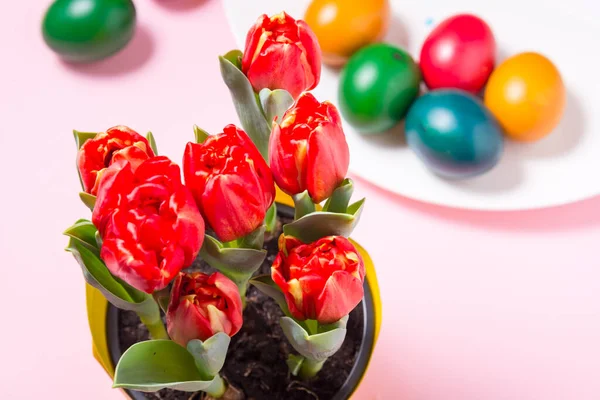 Red fresh tulips and colored Easter eggs on pink background