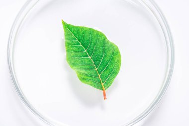 Laboratuvar çanağında taze yeşil yaprak, tepsi.