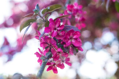 Pembe dekoratif elma ağacı çiçekleri