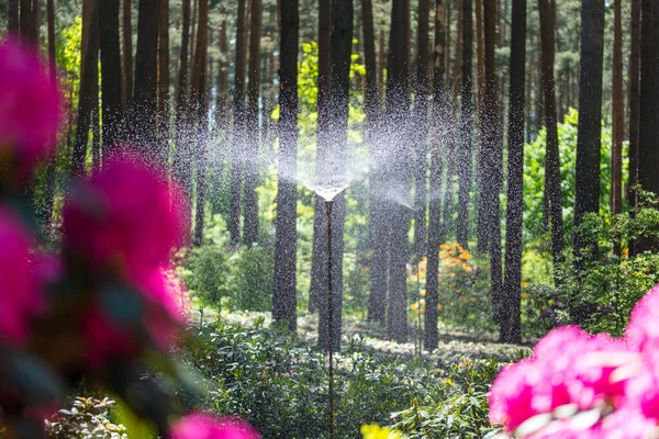 Sprinkler System Watering Forest Garden — Stock Photo, Image