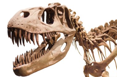Beyaz izole arka plan üzerinde Tyrannosaurus Rex iskelet