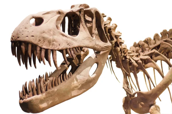 Beyaz izole arka plan üzerinde Tyrannosaurus Rex iskelet — Stok fotoğraf