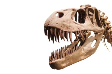 Copyspace ile beyaz izole arka plan üzerinde Tyrannosaurus Rex kafa.