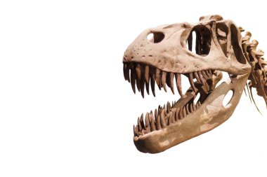 Copyspace ile beyaz izole arka plan üzerinde Tyrannosaurus Rex kafa.
