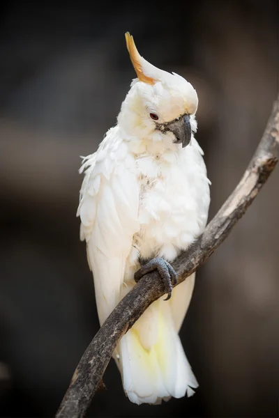 白鹦鹉，硫凤头鹦鹉 — 图库照片