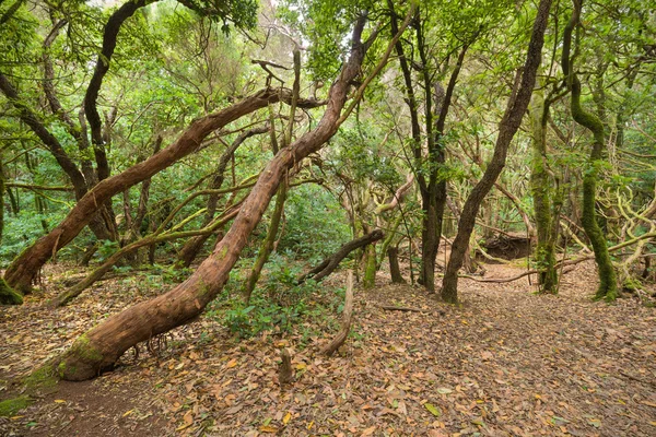Tropical forest in Anaga, Tenerife, Canary island, Spain. — Stock Photo, Image