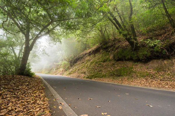 Route dans la forêt brumeuse . — Photo