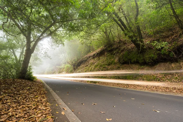 Sentiers de voitures dans la forêt brumeuse, Anaga, tenerife, Îles Canaries, Espagne . — Photo