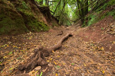 Subtropikal orman Anaga, Tenerife, Kanarya Adası, İspanya.