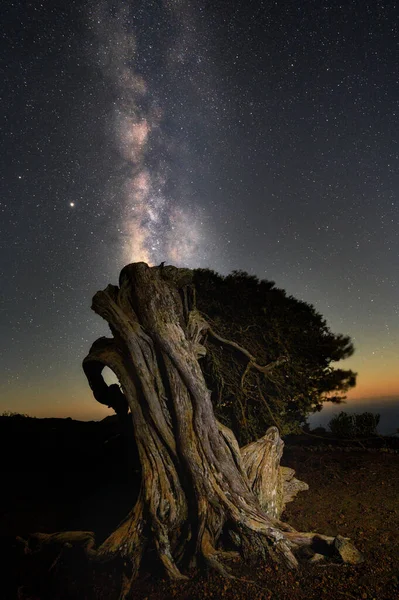 Escena nocturna con Vía Láctea y viejo enebro en la isla de El Hierro, Islas Canarias, España. —  Fotos de Stock