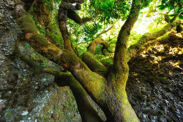 Ιερό δέντρο Garoe στο νησί El Hierro, Κανάριοι Νήσοι, Ισπανία. — Φωτογραφία Αρχείου