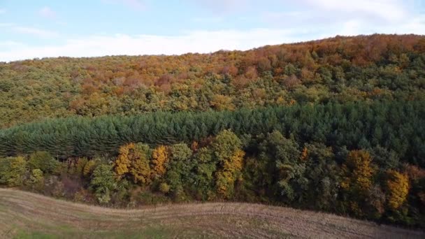 Letecký pohled podzimního lesa. Les v podzimním období, panorama přírody — Stock video