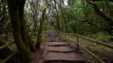 Pov, Garajonay Ulusal Parkı 'ndaki yağmur ormanlarında yürüyüş, La Gomera, Kanarya Adaları, İspanya.