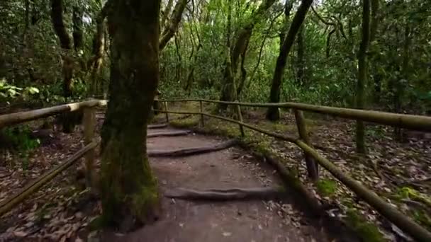 Pov, walking in rainforest in Garajonay National park, La Gomera, Canary Islands, Spain. — 图库视频影像