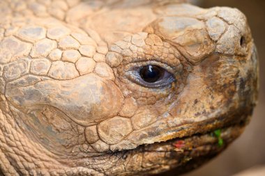 Kaplumbağa yüzü resmi kapat.