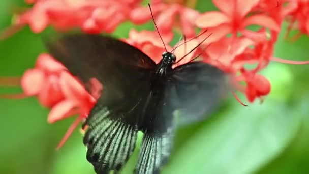 위대 한 몰몬 나비의 느린 움직임이 날개를 퍼뜨린다. 파필 리오 밈논, 남부 아시아에서 볼 수있는 호랑나비 과 (科) 의커다란 검은 색 나비. — 비디오