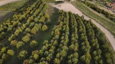 Castrojeriz, Burgos, İspanya 'daki antik bir şatonun kalıntılarının havadan görünüşü.