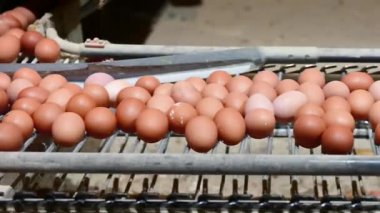 Yumurta fabrikası seçim sürecinde ve üretim hattını taze yumurtalarla derecelendirmede