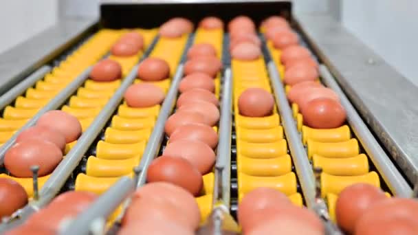 Свежие сырые куриные яйца на конвейерной ленте, перемещаются в упаковочную мастерскую. Автоматизированный бизнес, концепция органического фермерства. — стоковое видео