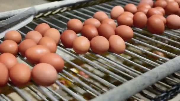 Verse rauwe kippeneieren op een transportband, worden verplaatst naar het pakhuis. Geautomatiseerde bedrijfsvoering, concept biologische landbouw. — Stockvideo
