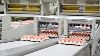 Yumurta fabrikası seçim sürecinde ve üretim hattını taze yumurtalarla derecelendirmede.