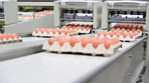 Яичный завод по выбору процесса и сортировке производственной линии со свежими яйцами. — стоковое видео