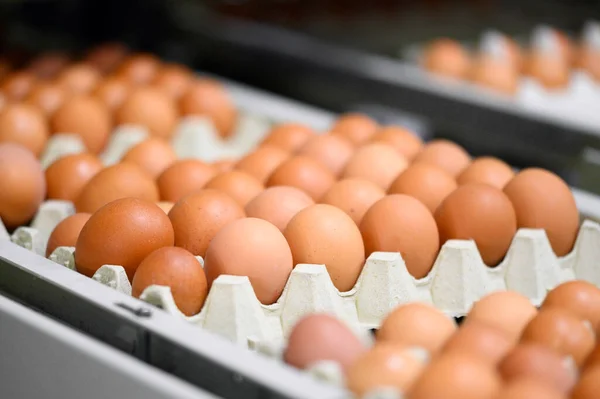 Куриные яйца движутся вдоль конвейера на птицеферме. Концепция пищевой промышленности, производство куриных яиц. — стоковое фото
